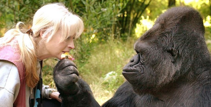 For couples seeking a deeper and more immersive encounter, a Chimpanzee Trekking Honeymoon in Uganda can include chimpanzee habituation experiences. Unlike standard trekking excursions,