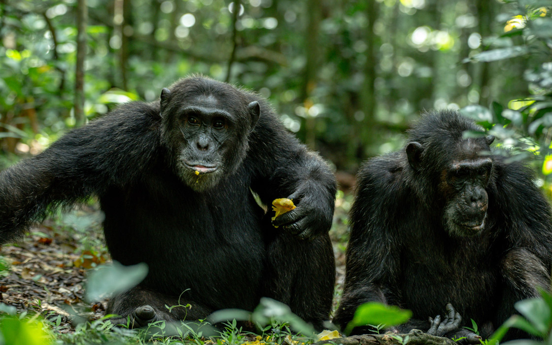 Chimpanzee Tracking in Kibale Forest