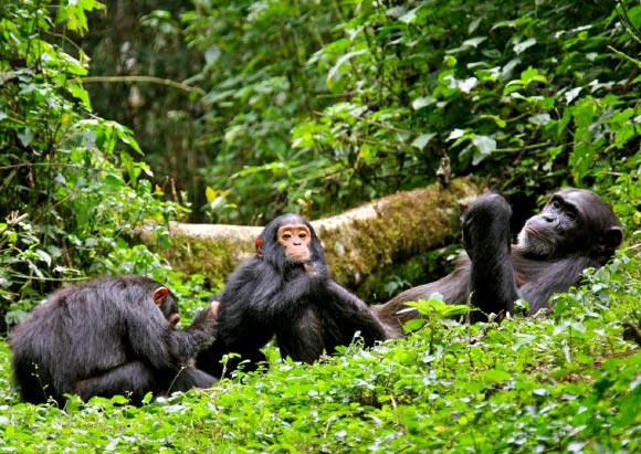Chimpanzee Tracking in Kibale Forest