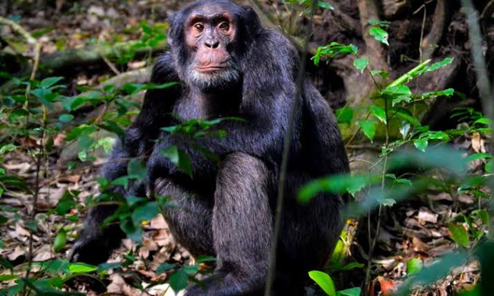 Chimpanzee Tracking in Kibale Forest