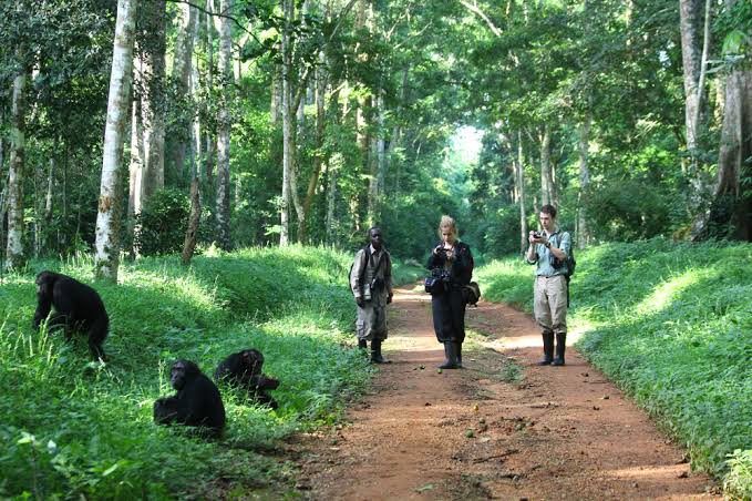 Chimpanzee Tracking in Kyambura Gorge