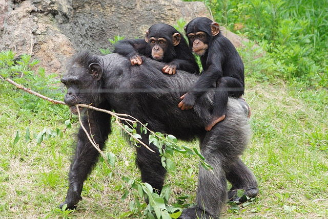Chimpanzee Tracking in Kyambura Gorge
