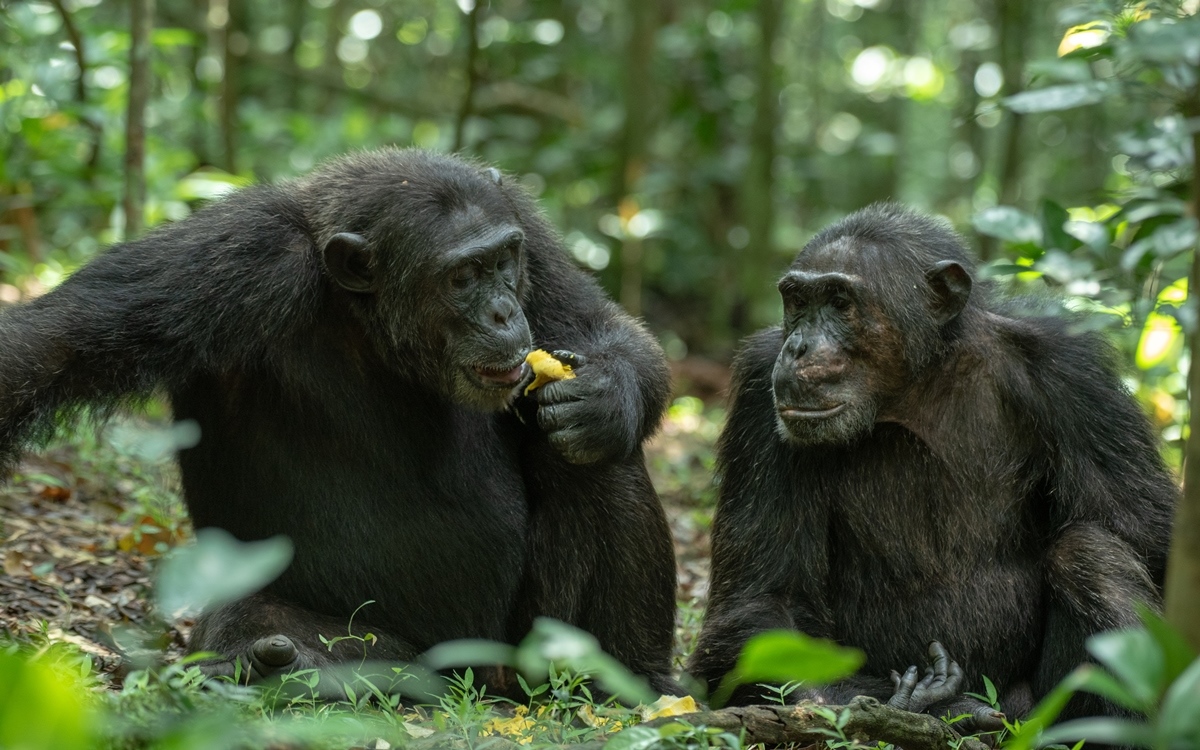 Chimpanzee Trekking Honeymoon in Uganda