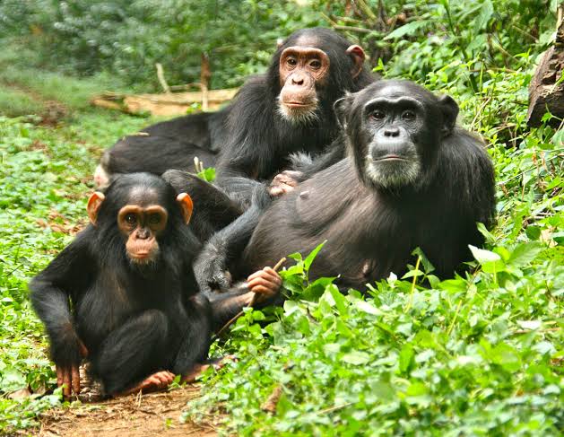 Chimpanzee Trekking Honeymoon in Uganda