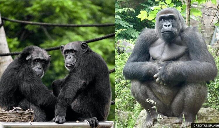 Many couples choose to combine a Chimpanzee Trekking Honeymoon in Uganda with mountain gorilla trekking in Bwindi Impenetrable National Park. This combination creates one of Africa’s most