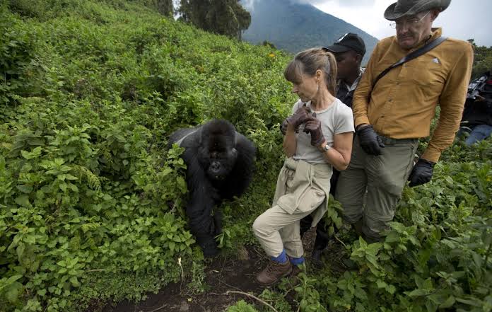 Combining Chimpanzee Trekking with Wildlife Safaris