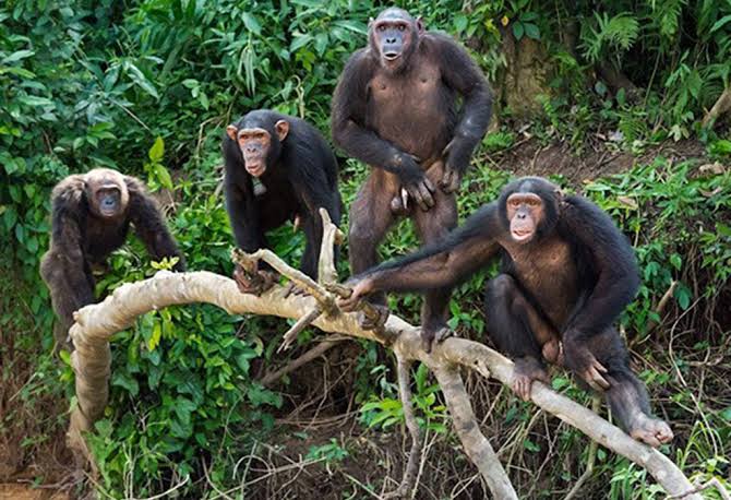 Combining Chimpanzee Trekking with Wildlife Safaris