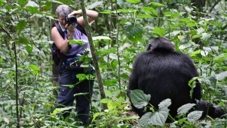 Combining Chimpanzee Trekking with Wildlife Safaris