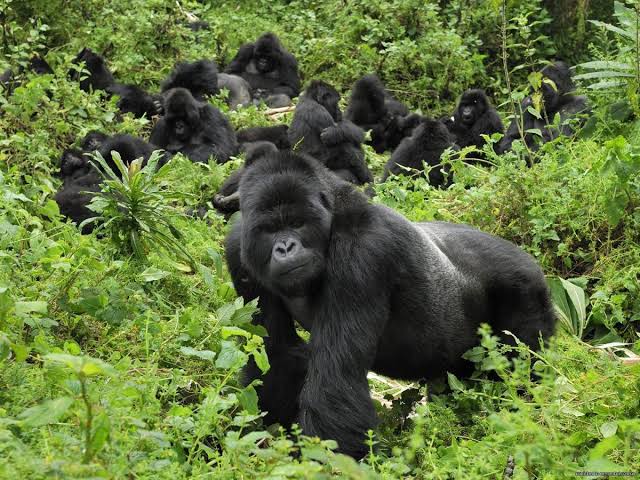 Combining Queen Elizabeth National Park with Gorilla Trekking
