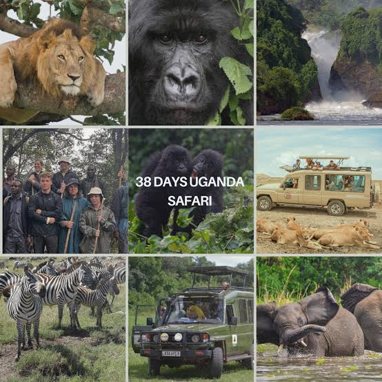 Combining Queen Elizabeth National Park with Gorilla Trekking