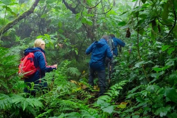 Customizing Affordable Rwanda Honeymoon Packages WebP