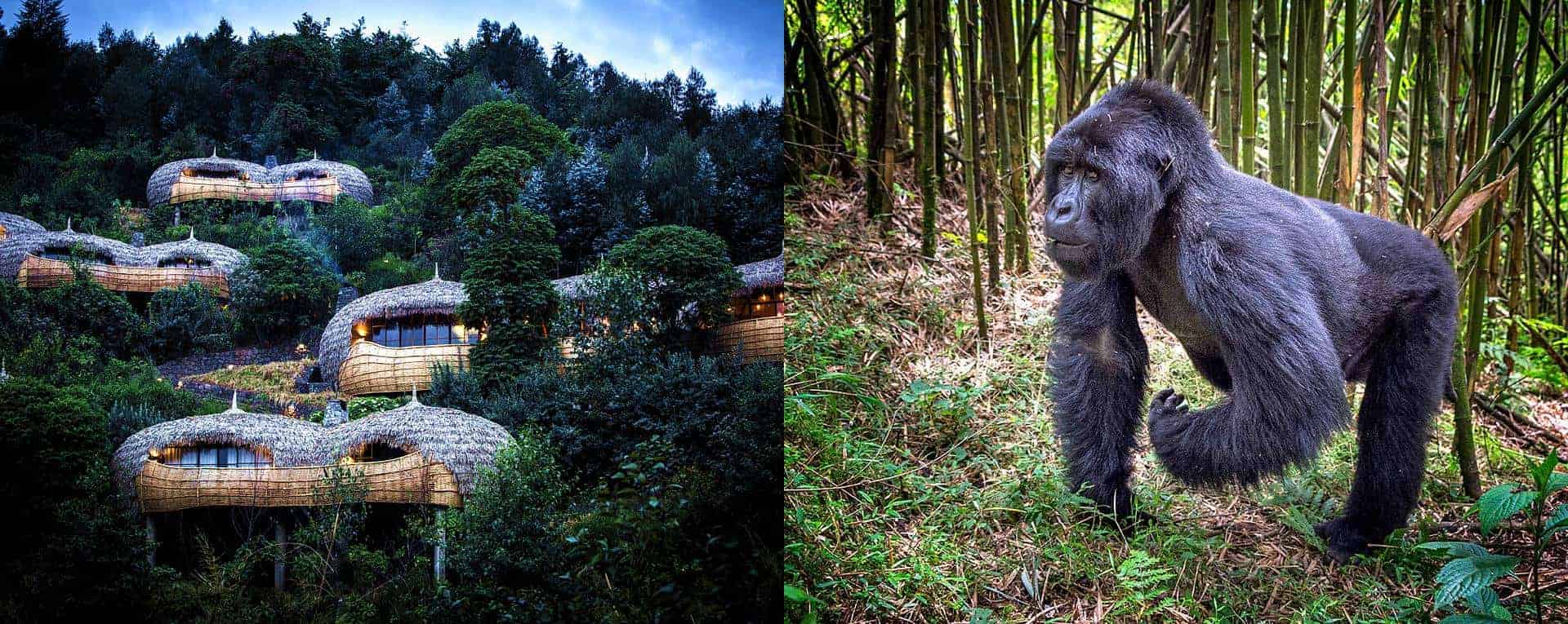 Luxury accommodation is an essential part of Rwanda Gorilla Trekking for Honeymooners, with forest lodges located near Volcanoes National Park offering a 