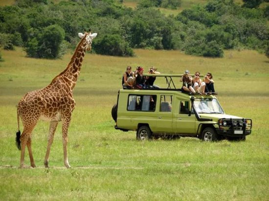 Game Drives and Wildlife Encounters in Queen Elizabeth National Park