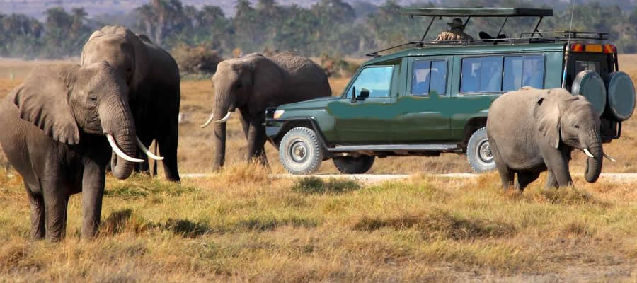 Game Drives and Wildlife Encounters in Queen Elizabeth National Park