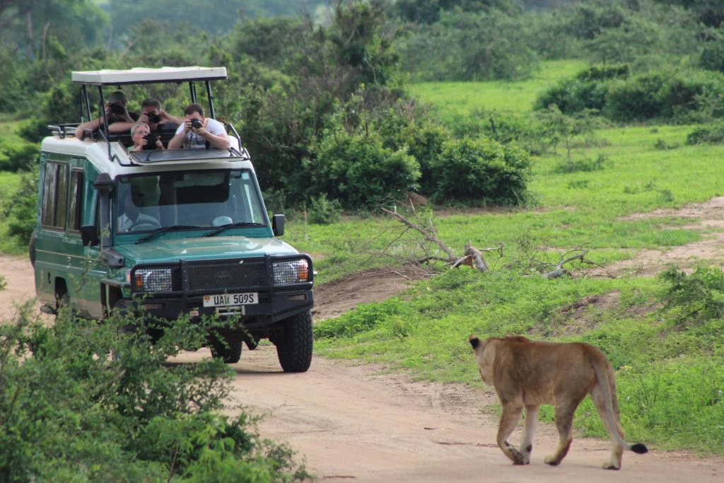 Game Drives and Wildlife Encounters in Queen Elizabeth National Park