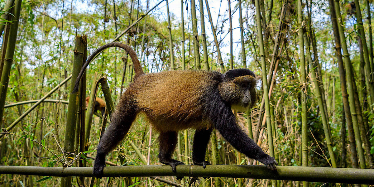 Golden Monkey Encounters and Forest Adventures