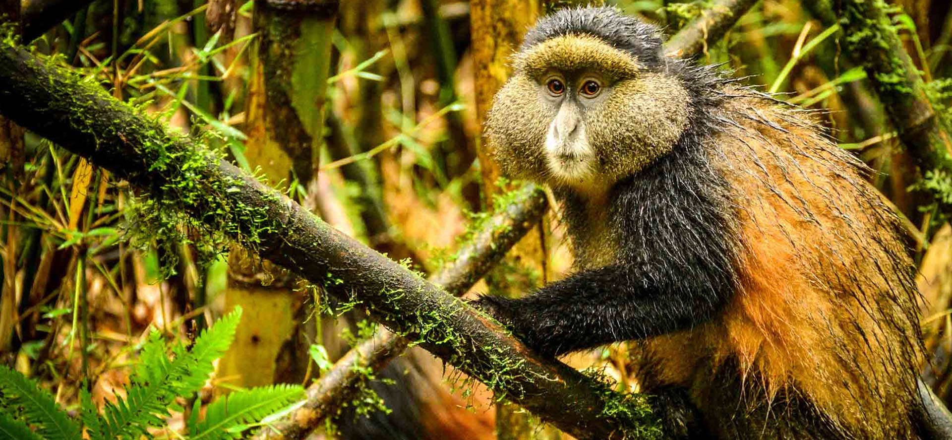 Golden Monkey Trekking in Rwanda