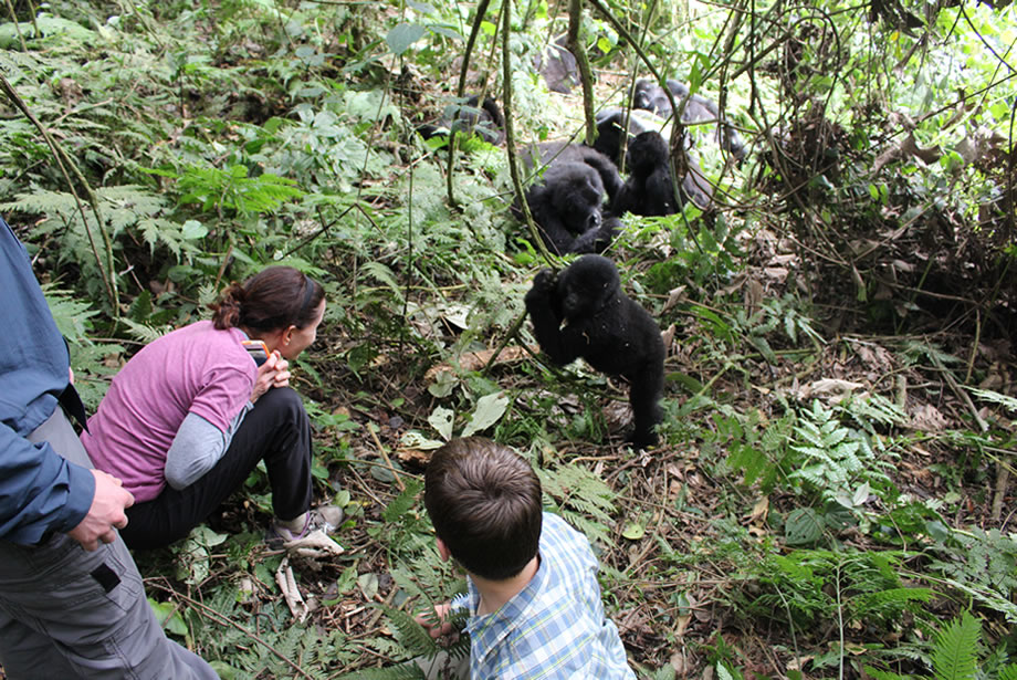 Gorilla Trekking Conditions Throughout the Year JPG