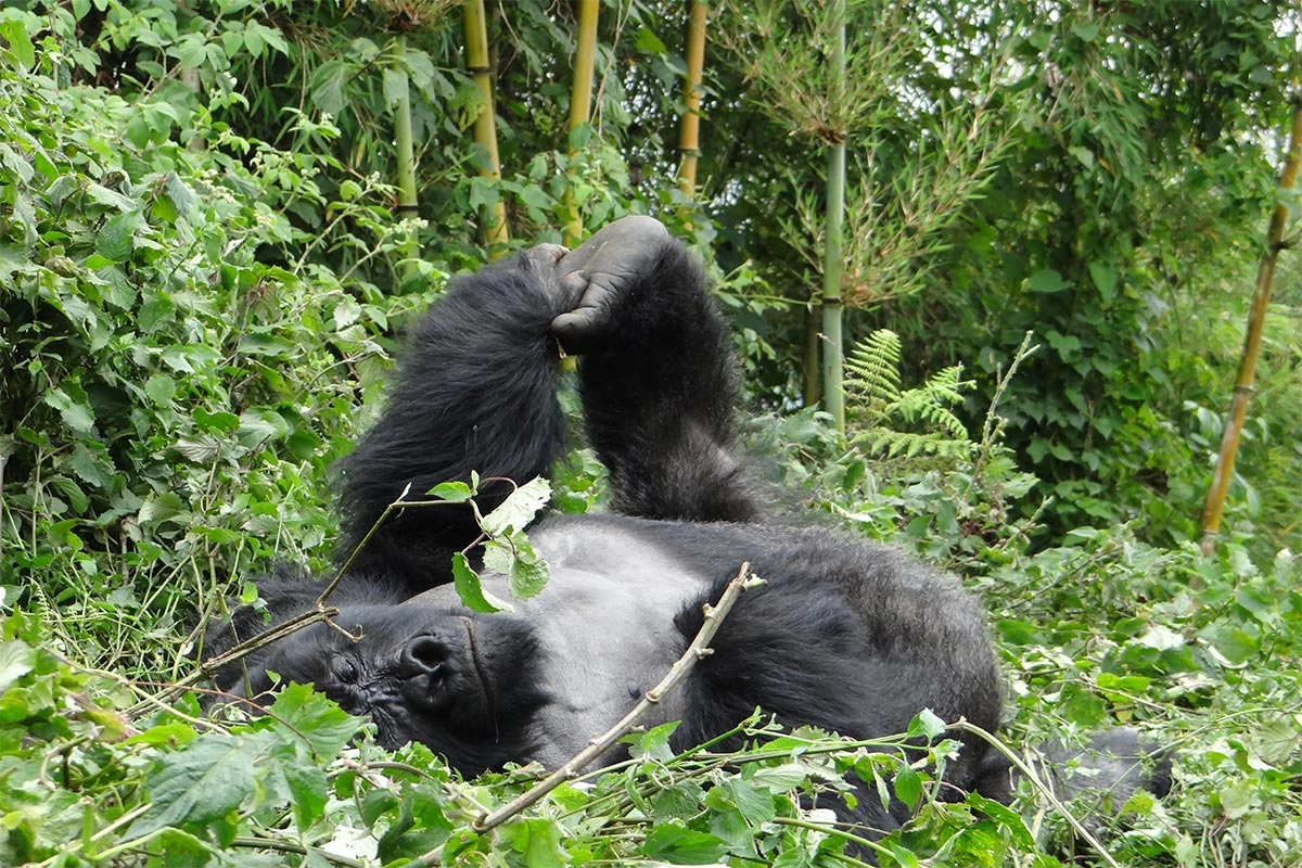 Gorilla Trekking Conditions Throughout the Year WebP