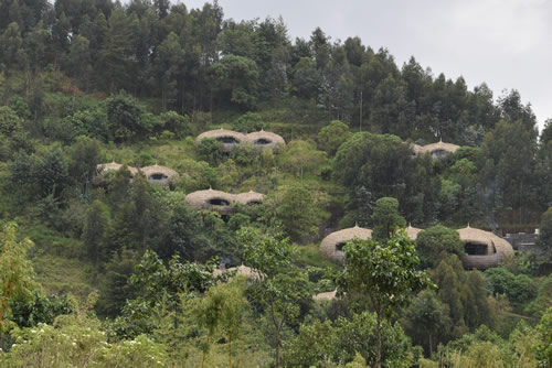 Gorilla Trekking Experience from Luxury Lodges