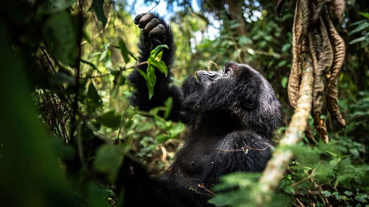 Gorilla Trekking Experience from Luxury Lodges WebP