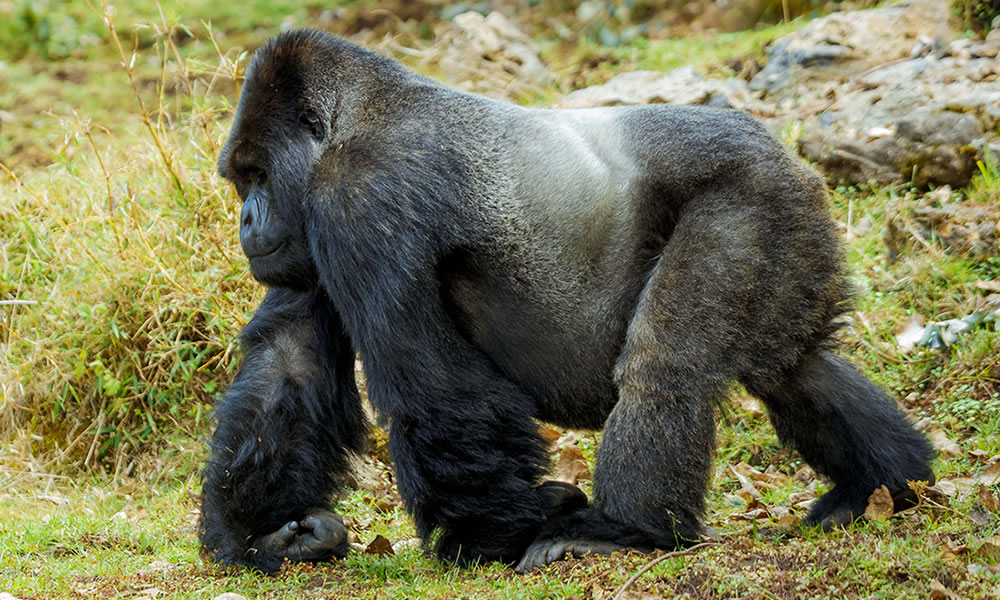 Gorilla Trekking Honeymoon in Rwanda JPG