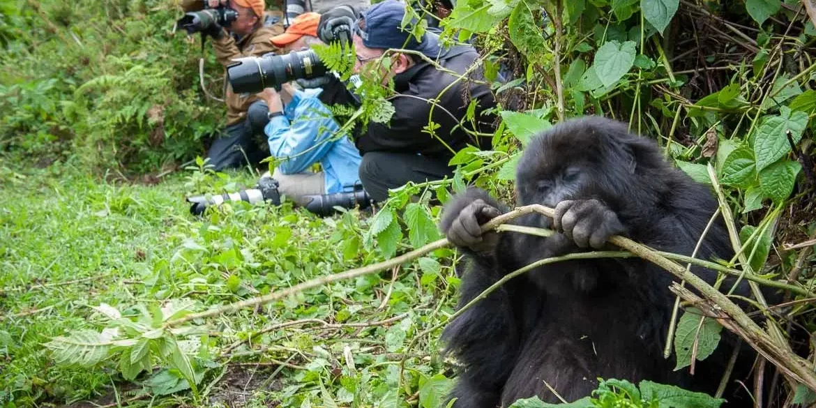 Gorilla Trekking Honeymoon in Rwanda WebP