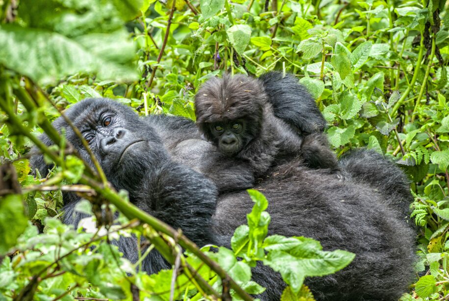 Gorilla Trekking Permits as a Core Cost Component