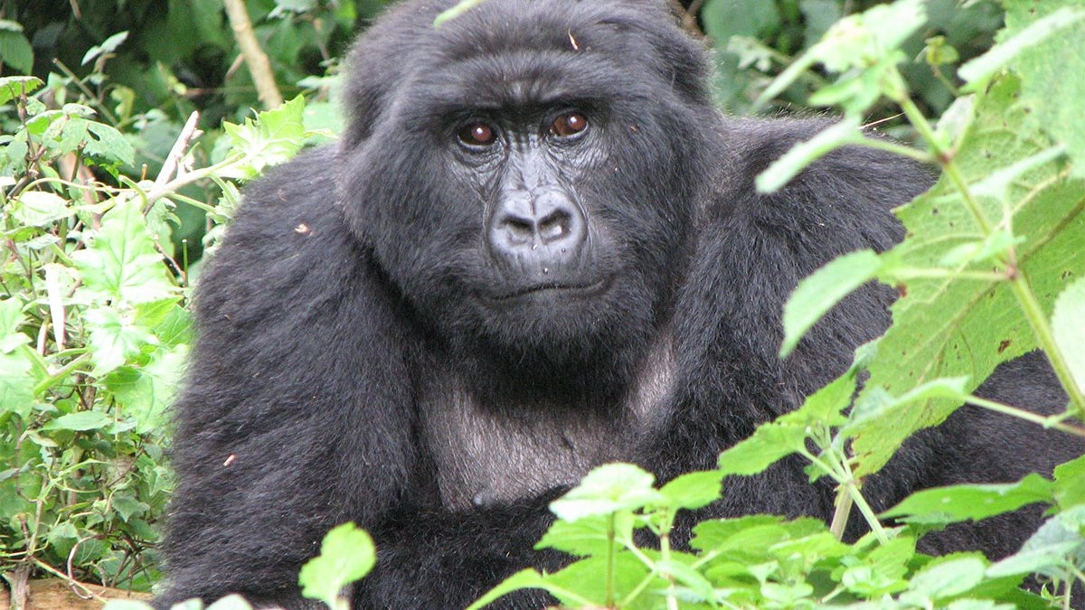 Gorilla Trekking Permits as a Core Cost Component WebP