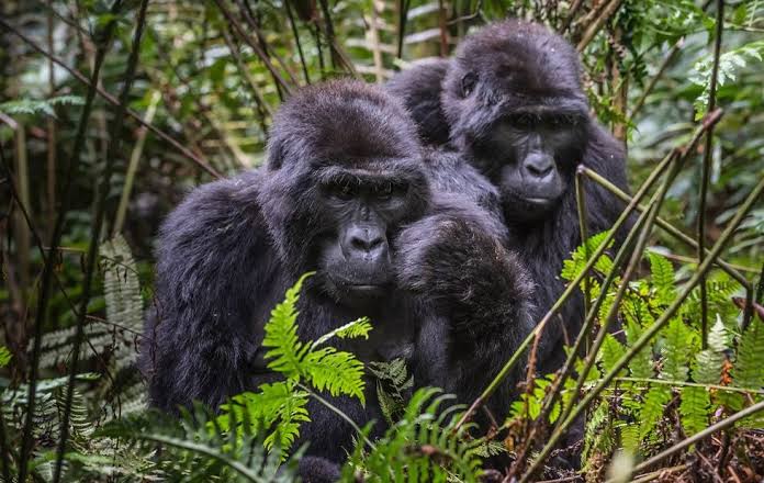 Gorilla Trekking and Wildlife Experiences