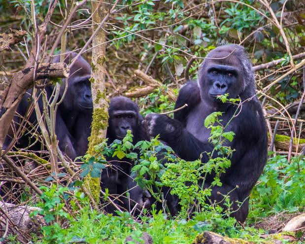 Gorilla Trekking and Wildlife Experiences
