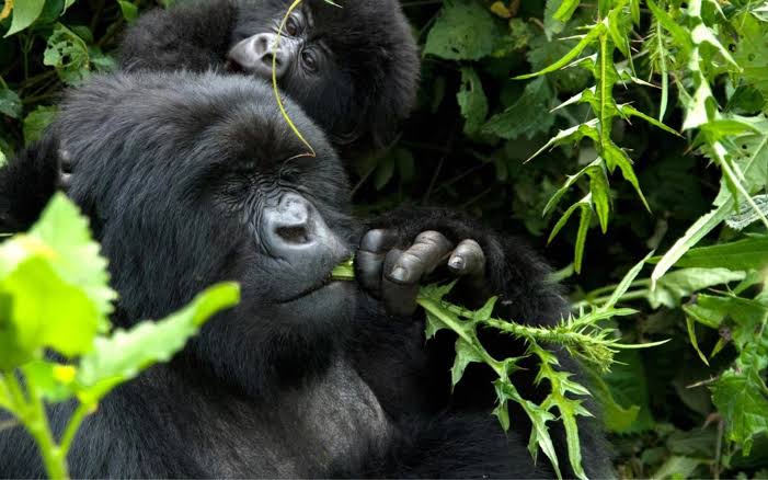 Gorilla Trekking and Wildlife Experiences