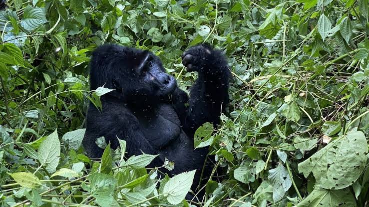 Gorilla Trekking in Affordable Rwanda Honeymoon Packages 1