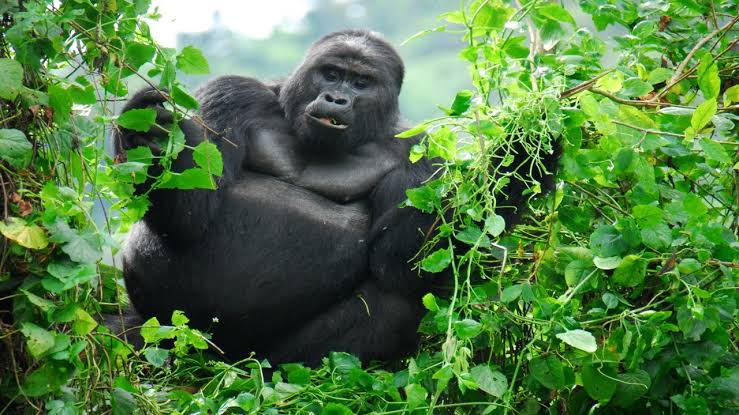 Gorilla Trekking in Affordable Rwanda Honeymoon Packages 2