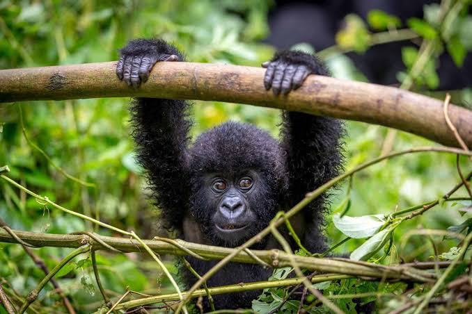 Gorilla Trekking in Affordable Rwanda Honeymoon Packages