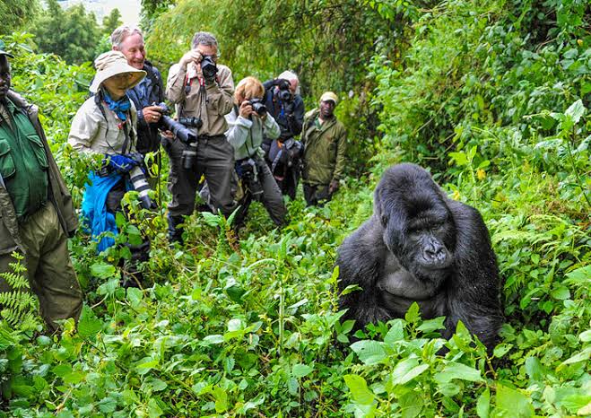 Gorilla Trekking in Bwindi