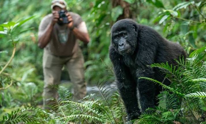 Gorilla Trekking in Bwindi