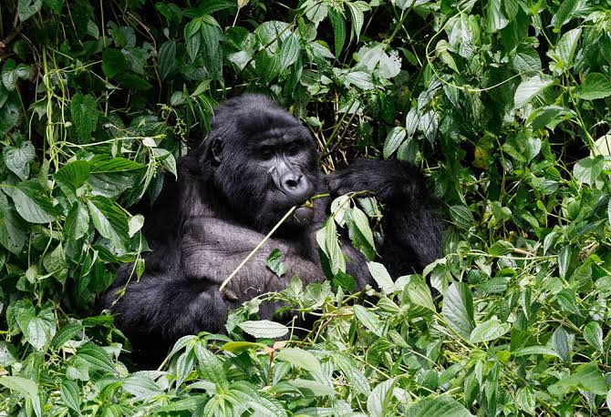 The most powerful experience in Uganda Honeymoon Safaris is gorilla trekking in Bwindi Impenetrable National Park. Couples journey together through ancient rainforest trails, surrounded by mist, dense vegetation, and t