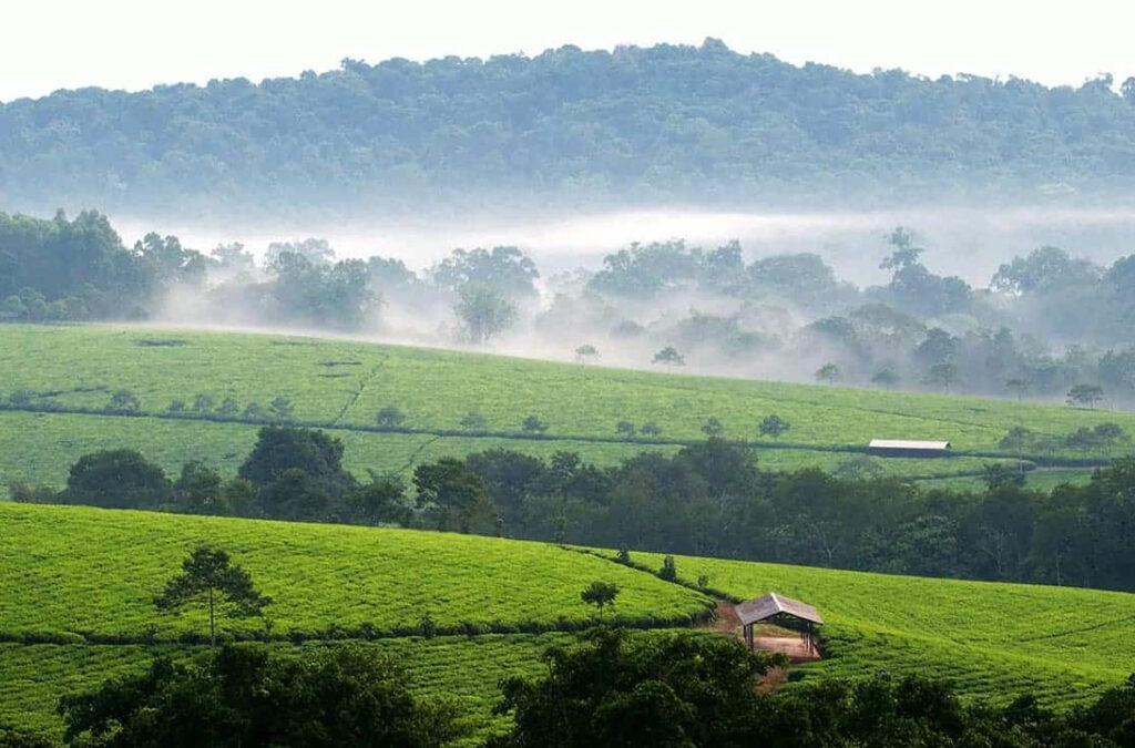 Green Season Rwanda Safari 1