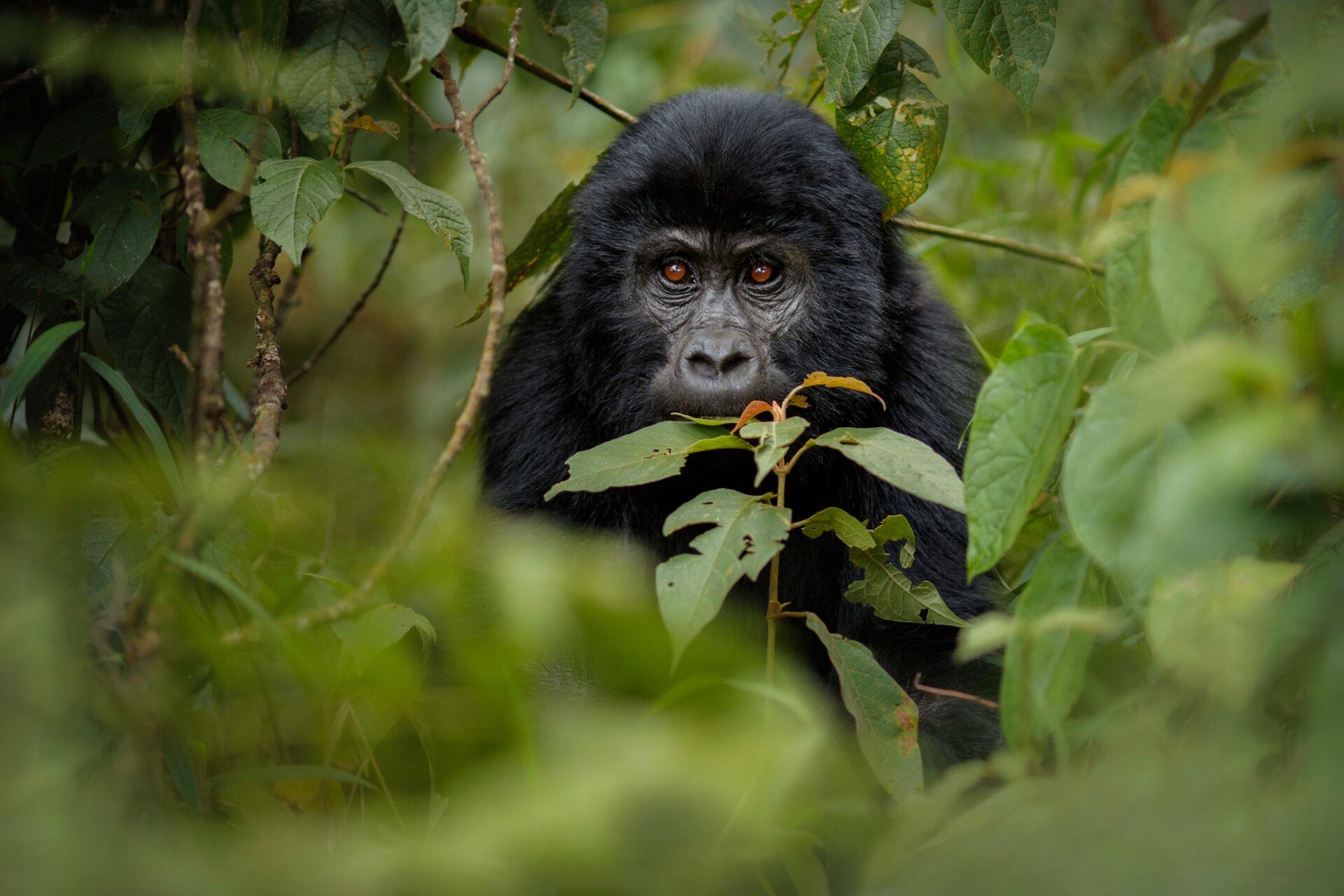 Green Season Rwanda Safari