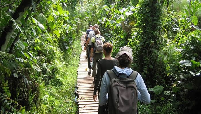 Kibale Forest Intimate Rainforest Experience 1