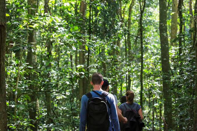 Kibale Forest Intimate Rainforest Experience 3
