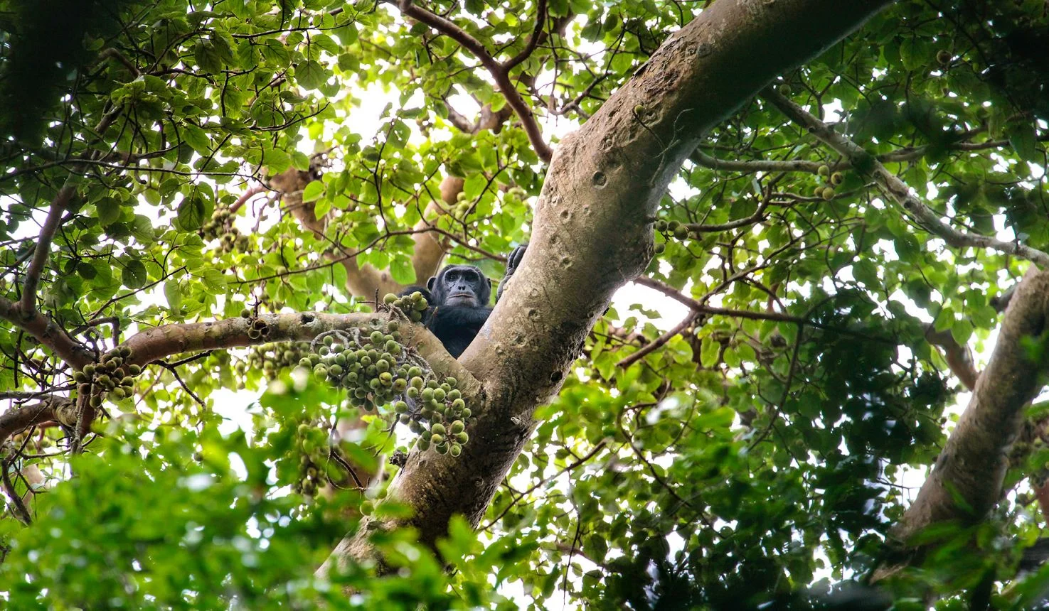 Kibale Forest Intimate Rainforest Experience 2