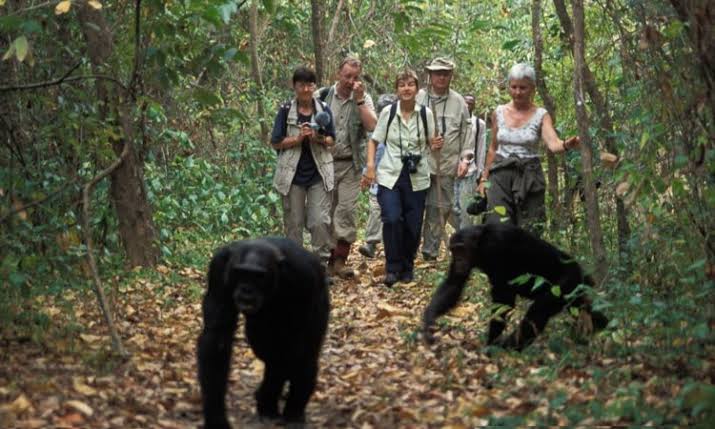 Another exciting destination for a Chimpanzee Trekking Honeymoon in Uganda is Kyambura Gorge within Queen