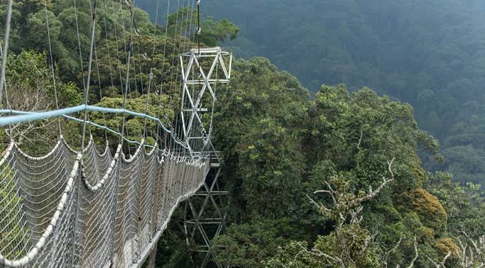 Nyungwe Forest Canopy Walk Experience