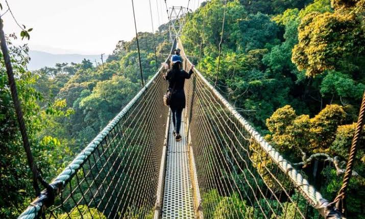 Nyungwe Forest National Park 1