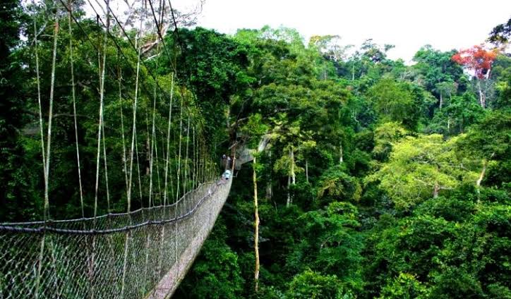Nyungwe Forest National Park 2