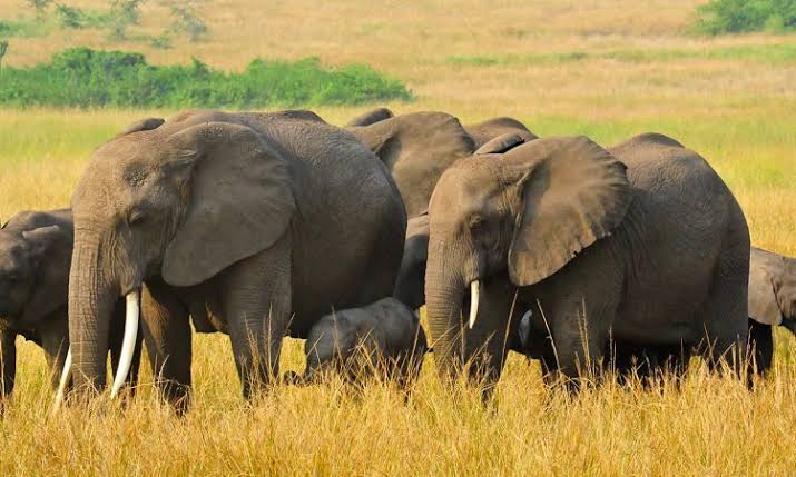 Queen Elizabeth NP Savannah Romance & Wildlife 2