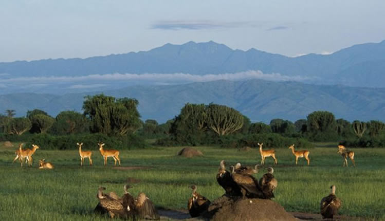 Queen Elizabeth NP Savannah Romance & Wildlife 1