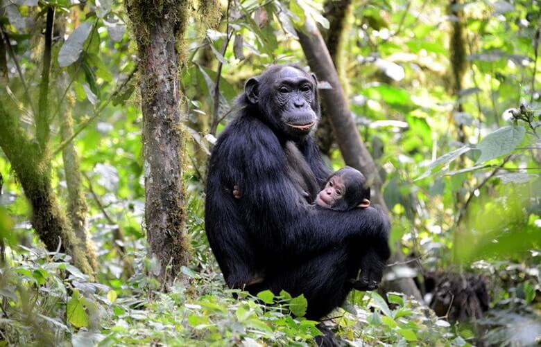 Although chimpanzee trekking is the centerpiece of the journey, a Chimpanzee Trekking